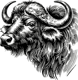 avatar_bear